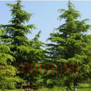 大興苗木果樹批發(fā)雪松