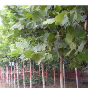 懷柔苗木果樹批發(fā)法桐