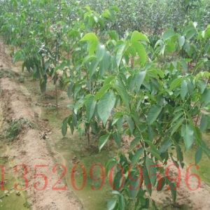豐臺(tái)苗木果樹批發(fā)核桃樹