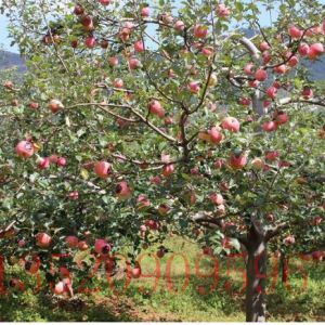 通州苗木果樹批發(fā)蘋果樹