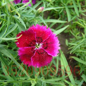 豐臺苗木花卉批發(fā)五彩石竹