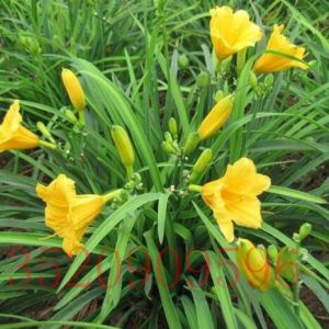 門頭溝苗木花卉批發(fā)金娃娃